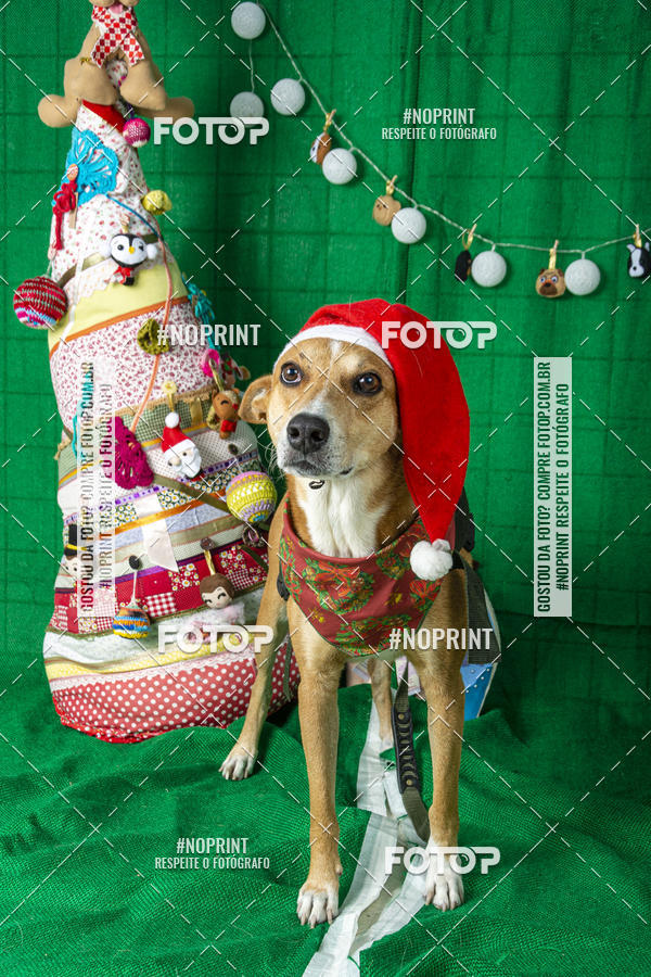 Buy your photos of the eventFotografia Pet Veterin�ria S�o Francisco on Fotop