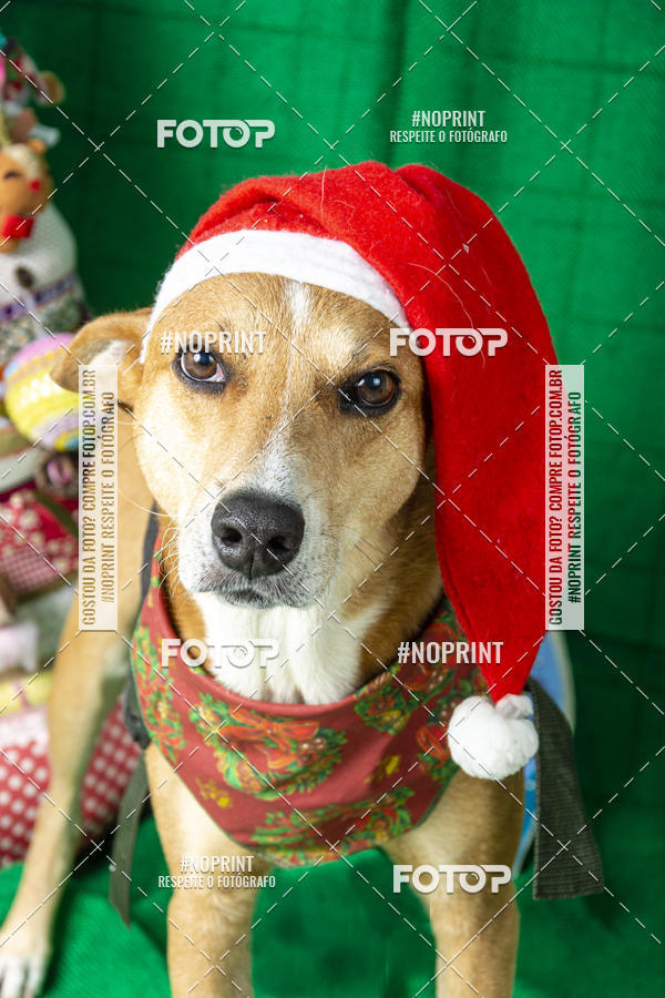 Buy your photos of the eventFotografia Pet Veterin�ria S�o Francisco on Fotop