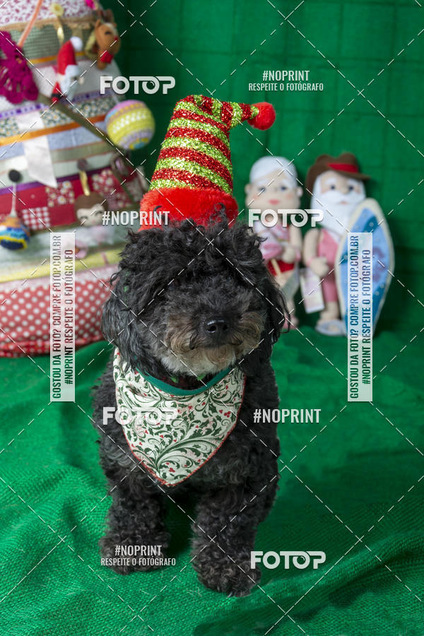 Buy your photos of the eventFotografia Pet Veterin�ria S�o Francisco on Fotop