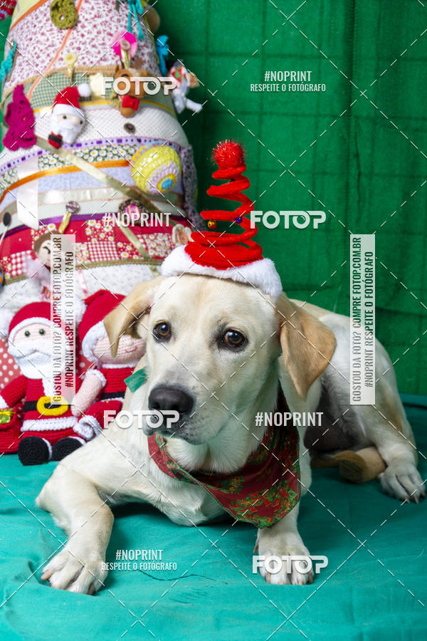 Buy your photos of the eventFotografia Pet Veterin�ria S�o Francisco on Fotop