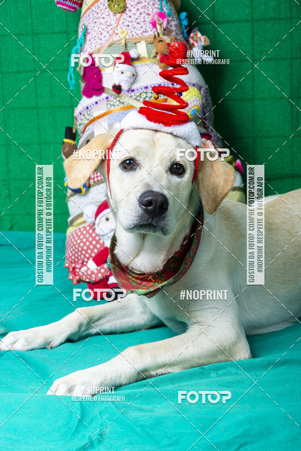 Buy your photos of the eventFotografia Pet Veterin�ria S�o Francisco on Fotop