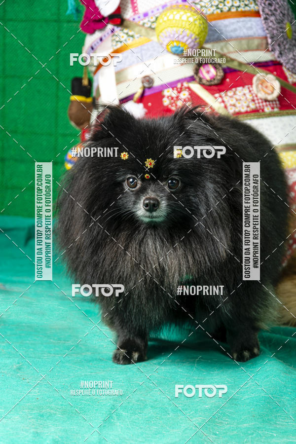 Buy your photos of the eventFotografia Pet Veterin�ria S�o Francisco on Fotop