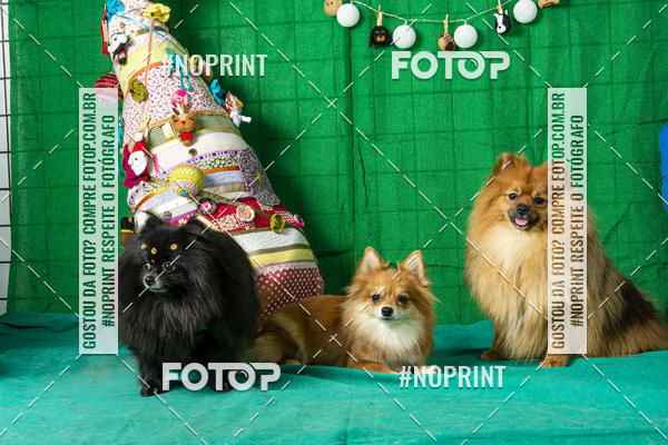 Buy your photos of the eventFotografia Pet Veterin�ria S�o Francisco on Fotop