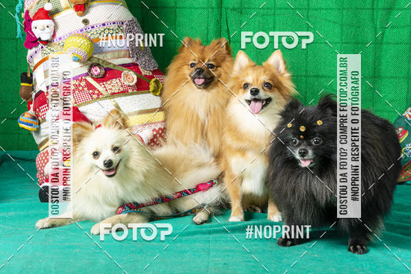 Buy your photos of the eventFotografia Pet Veterin�ria S�o Francisco on Fotop