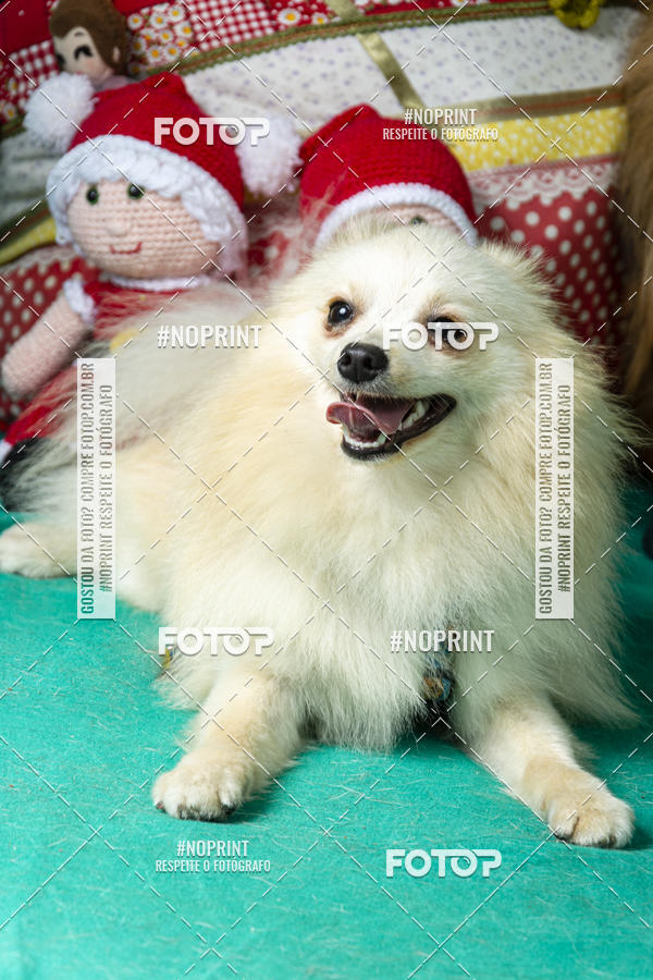 Buy your photos of the eventFotografia Pet Veterin�ria S�o Francisco on Fotop