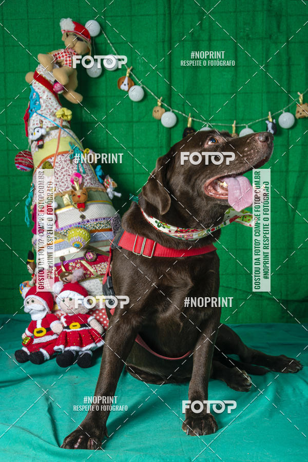 Buy your photos of the eventFotografia Pet Veterin�ria S�o Francisco on Fotop