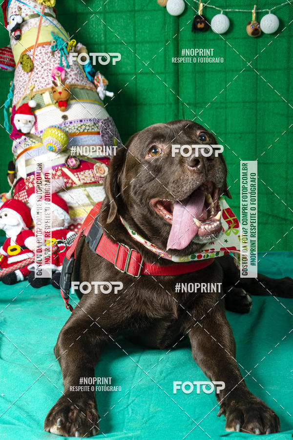 Buy your photos of the eventFotografia Pet Veterin�ria S�o Francisco on Fotop