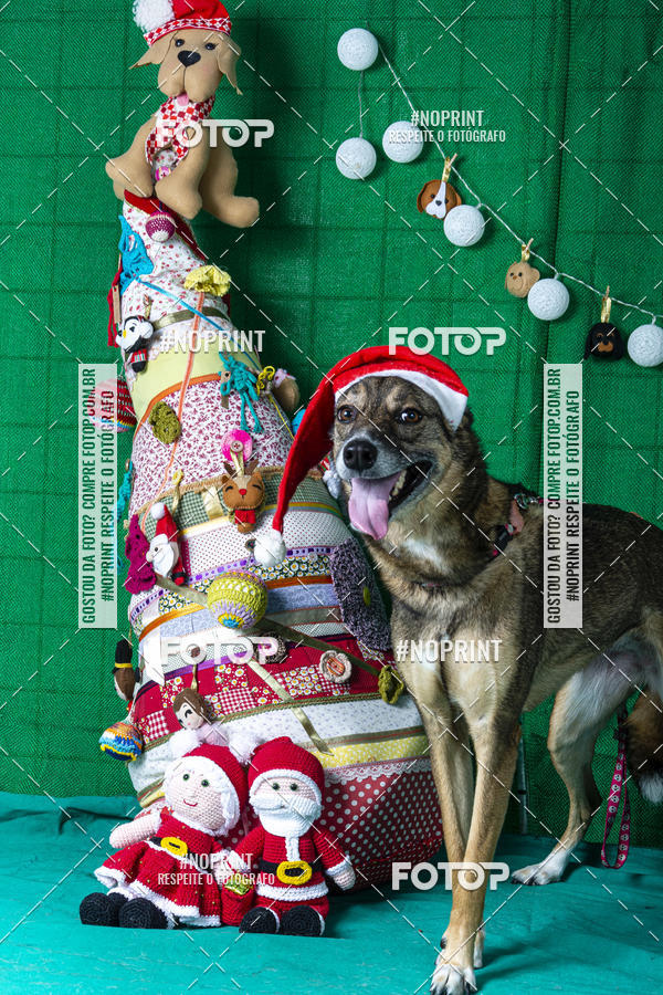 Buy your photos of the eventFotografia Pet Veterin�ria S�o Francisco on Fotop