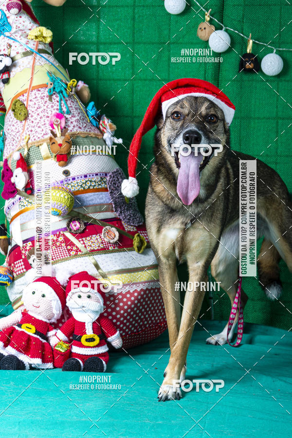 Buy your photos of the eventFotografia Pet Veterin�ria S�o Francisco on Fotop