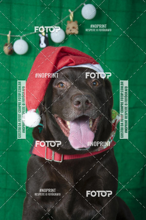 Buy your photos of the eventFotografia Pet Veterin�ria S�o Francisco on Fotop