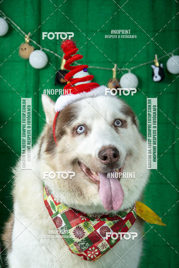 Buy your photos of the eventFotografia Pet Veterin�ria S�o Francisco on Fotop