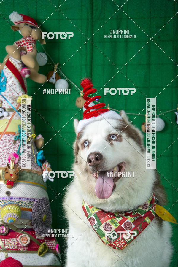 Buy your photos of the eventFotografia Pet Veterin�ria S�o Francisco on Fotop