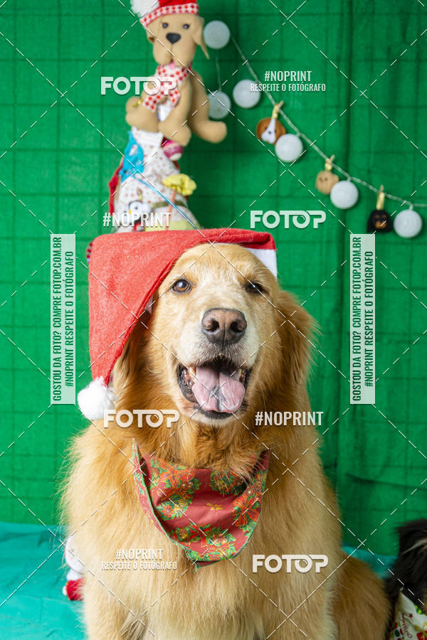 Buy your photos of the eventFotografia Pet Veterin�ria S�o Francisco on Fotop