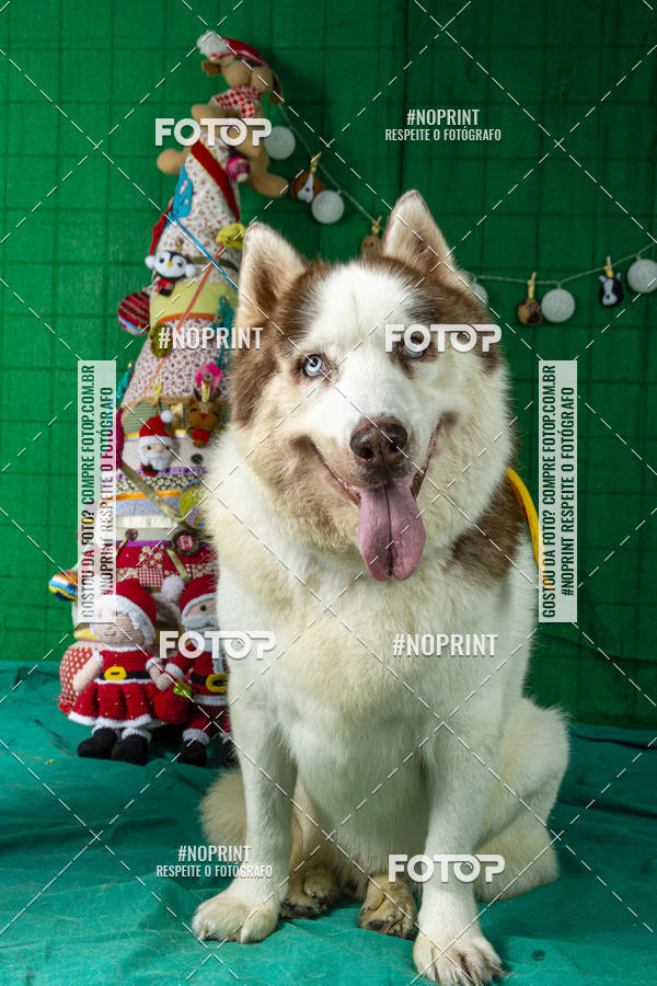 Buy your photos of the eventFotografia Pet Veterin�ria S�o Francisco on Fotop