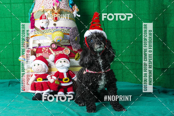 Buy your photos of the eventFotografia Pet Veterin�ria S�o Francisco on Fotop