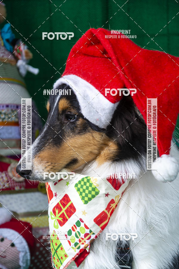 Buy your photos of the eventFotografia Pet Veterin�ria S�o Francisco on Fotop