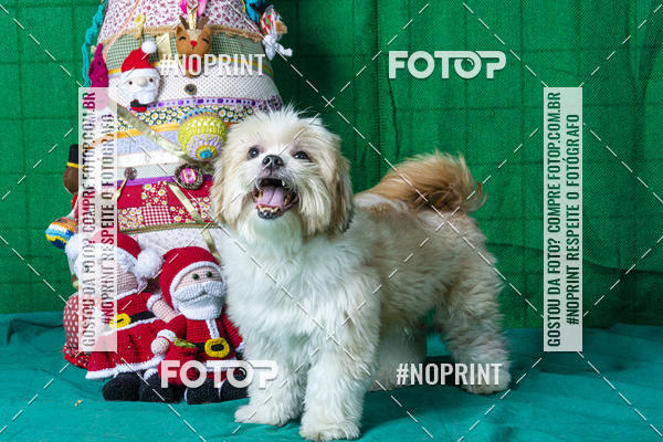 Buy your photos of the eventFotografia Pet Veterin�ria S�o Francisco on Fotop