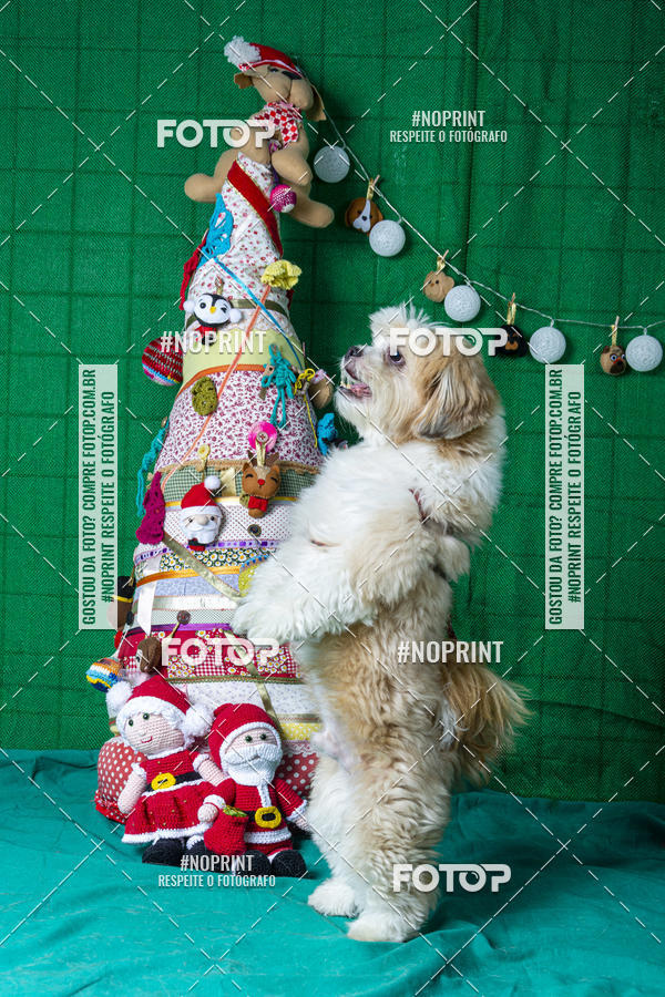 Buy your photos of the eventFotografia Pet Veterin�ria S�o Francisco on Fotop