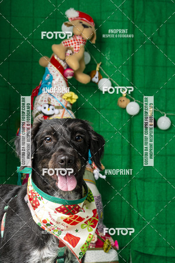 Buy your photos of the eventFotografia Pet Veterin�ria S�o Francisco on Fotop