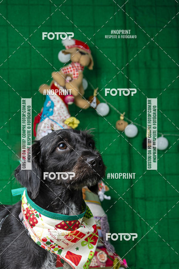 Buy your photos of the eventFotografia Pet Veterin�ria S�o Francisco on Fotop