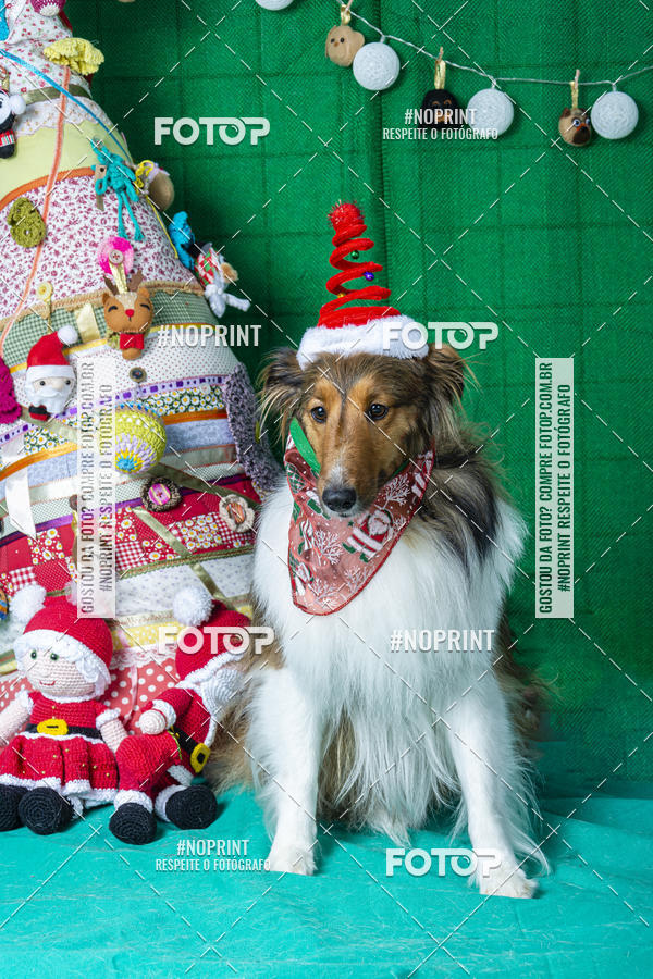 Buy your photos of the eventFotografia Pet Veterin�ria S�o Francisco on Fotop