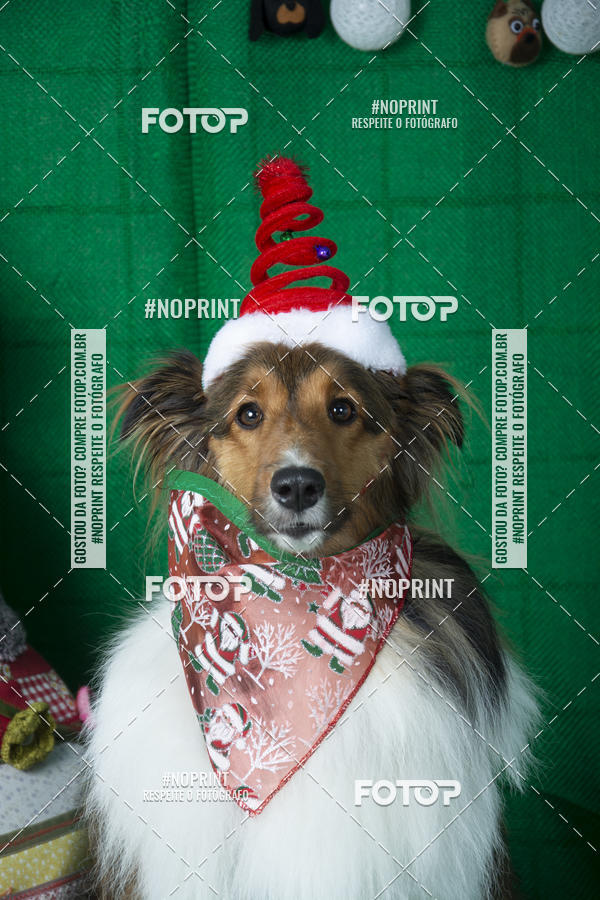 Buy your photos of the eventFotografia Pet Veterin�ria S�o Francisco on Fotop