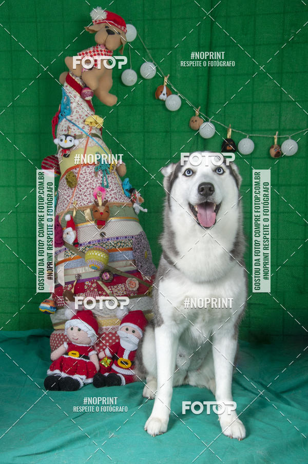 Buy your photos of the eventFotografia Pet Veterin�ria S�o Francisco on Fotop