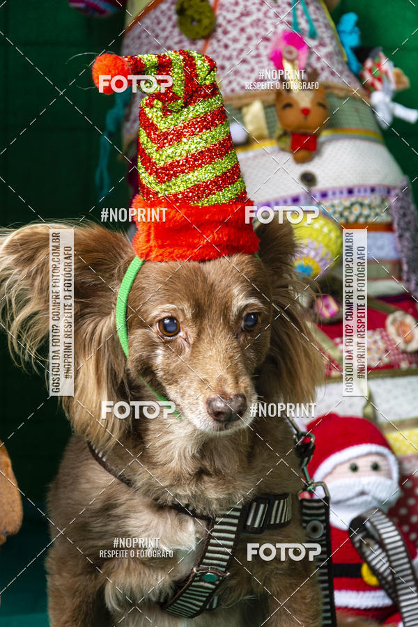 Buy your photos of the eventFotografia Pet Veterin�ria S�o Francisco on Fotop