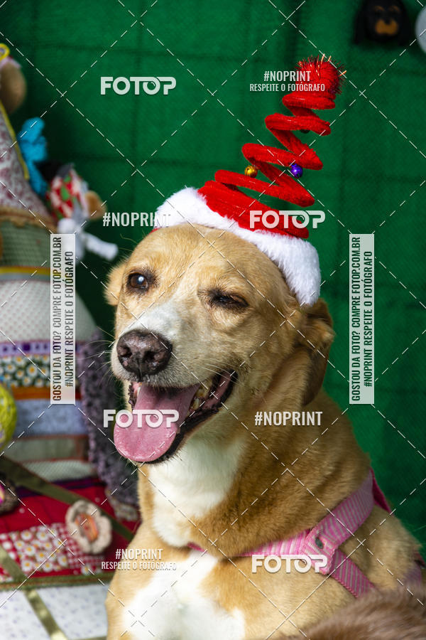 Buy your photos of the eventFotografia Pet Veterin�ria S�o Francisco on Fotop