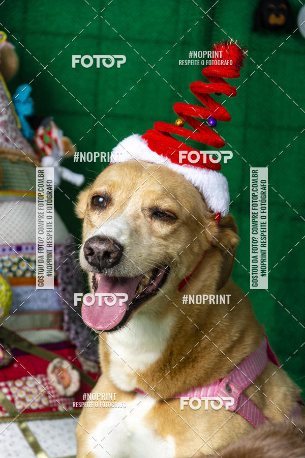 Buy your photos of the eventFotografia Pet Veterin�ria S�o Francisco on Fotop