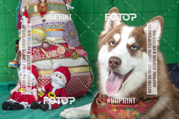 Buy your photos of the eventFotografia Pet Veterin�ria S�o Francisco on Fotop