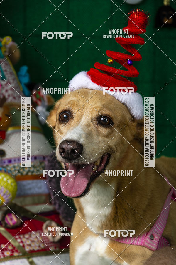 Buy your photos of the eventFotografia Pet Veterin�ria S�o Francisco on Fotop