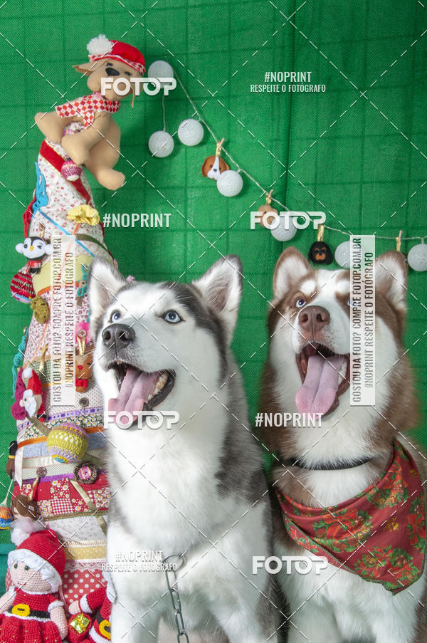 Buy your photos of the eventFotografia Pet Veterin�ria S�o Francisco on Fotop