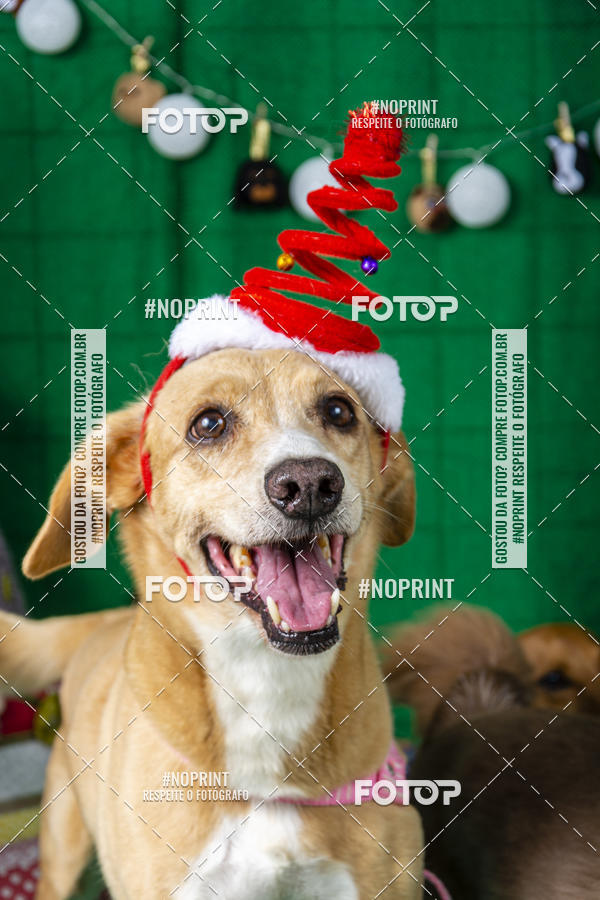 Buy your photos of the eventFotografia Pet Veterin�ria S�o Francisco on Fotop