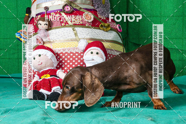 Buy your photos of the eventFotografia Pet Veterin�ria S�o Francisco on Fotop