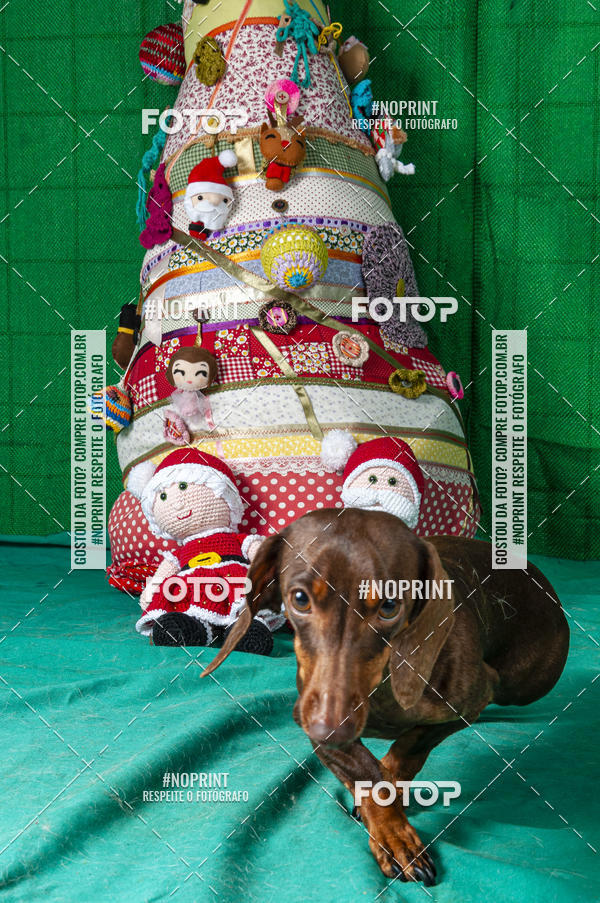 Buy your photos of the eventFotografia Pet Veterin�ria S�o Francisco on Fotop