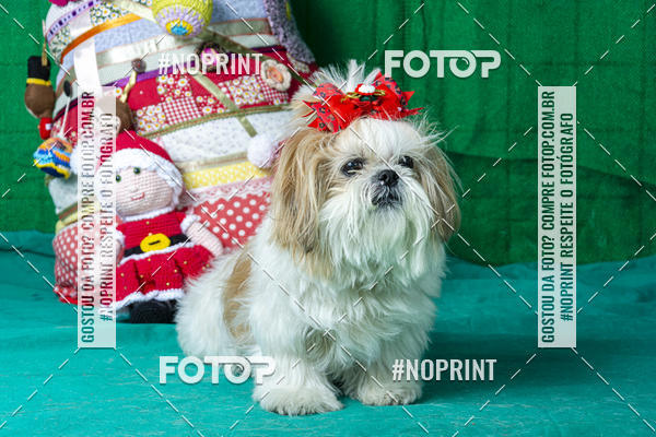 Buy your photos of the eventFotografia Pet Veterin�ria S�o Francisco on Fotop