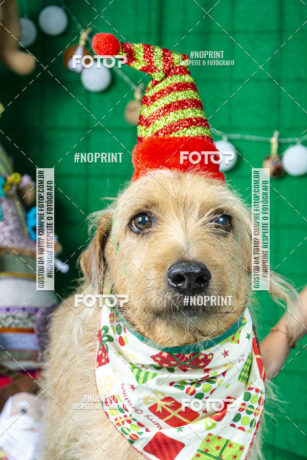 Buy your photos of the eventFotografia Pet Veterin�ria S�o Francisco on Fotop