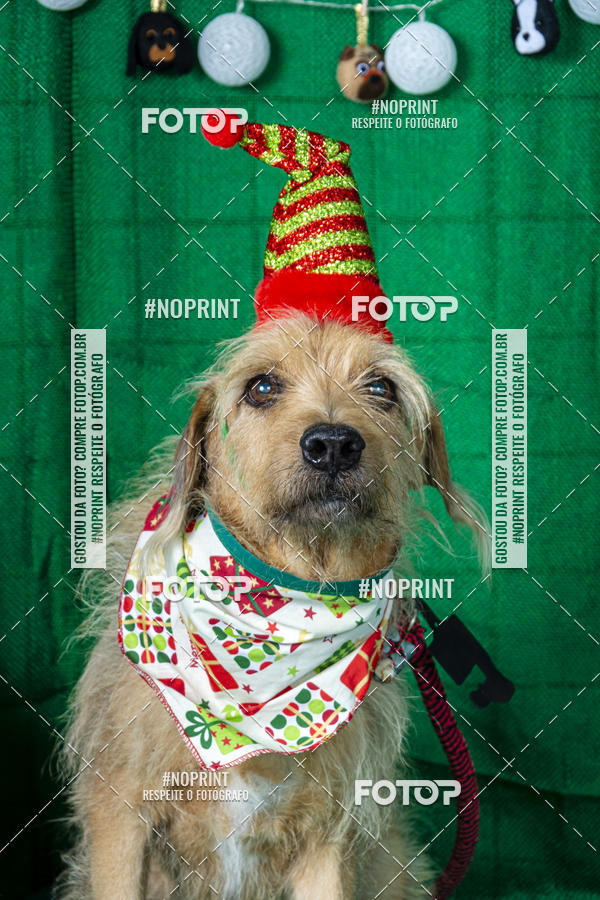Buy your photos of the eventFotografia Pet Veterin�ria S�o Francisco on Fotop