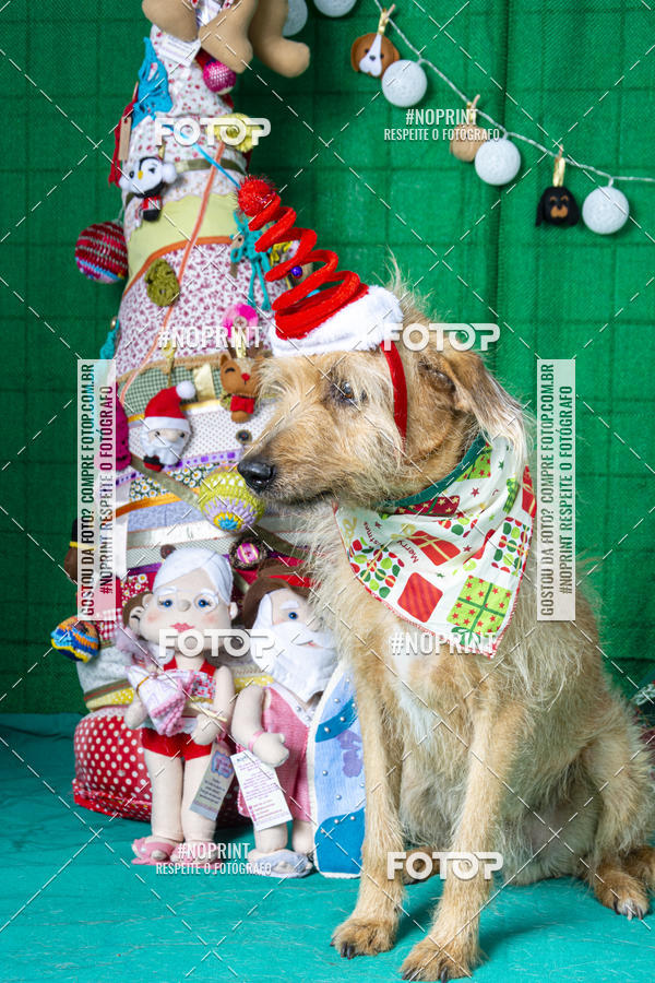 Buy your photos of the eventFotografia Pet Veterin�ria S�o Francisco on Fotop