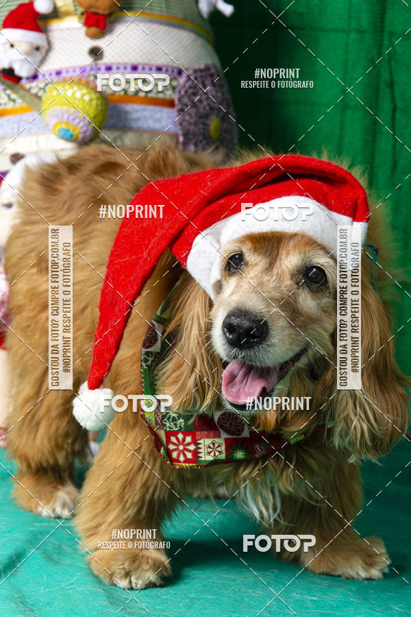 Buy your photos of the eventFotografia Pet Veterin�ria S�o Francisco on Fotop