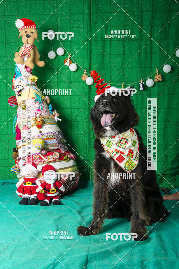 Buy your photos of the eventFotografia Pet Veterin�ria S�o Francisco on Fotop