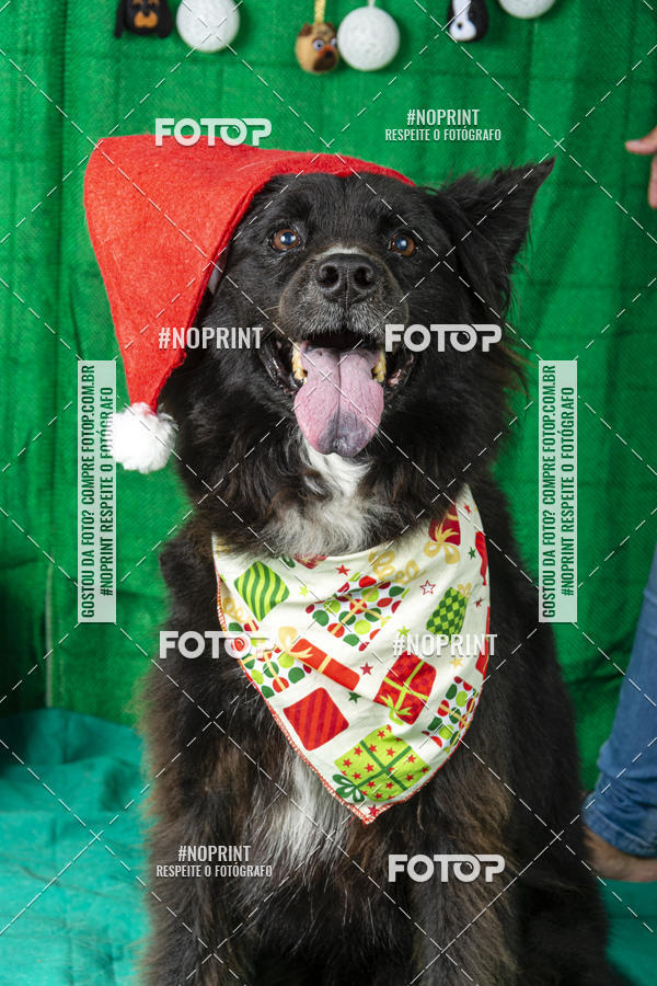 Buy your photos of the eventFotografia Pet Veterin�ria S�o Francisco on Fotop