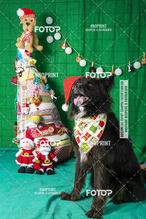 Buy your photos of the eventFotografia Pet Veterin�ria S�o Francisco on Fotop