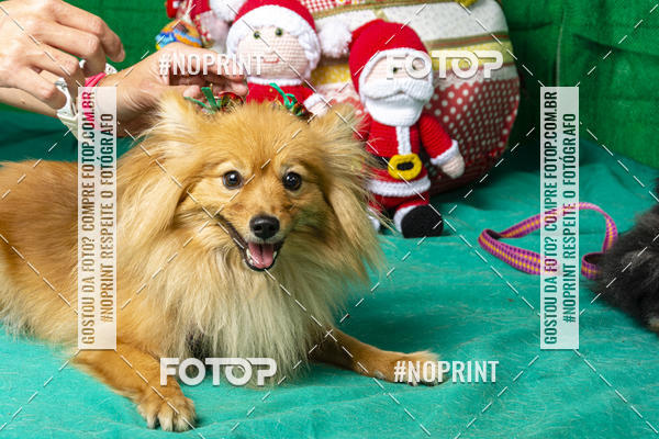 Buy your photos of the eventFotografia Pet Veterin�ria S�o Francisco on Fotop
