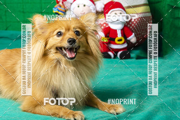 Buy your photos of the eventFotografia Pet Veterin�ria S�o Francisco on Fotop