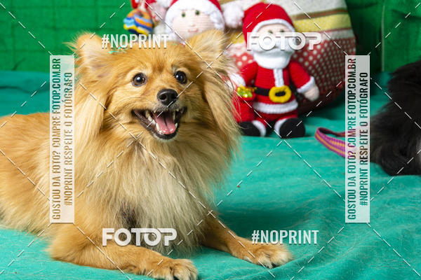 Buy your photos of the eventFotografia Pet Veterin�ria S�o Francisco on Fotop