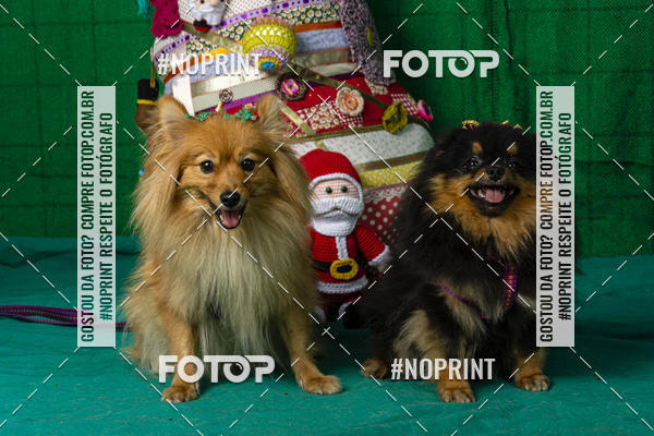 Buy your photos of the eventFotografia Pet Veterin�ria S�o Francisco on Fotop