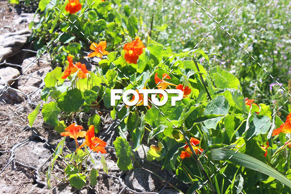 Buy your photos of the eventOAB CORRE Campos do Jordo on Fotop