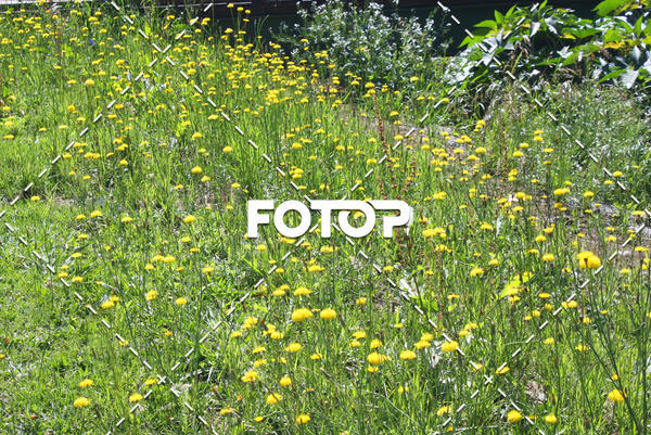 Acquista le foto dell'eventoOAB CORRE Campos do Jord�o in Fotop